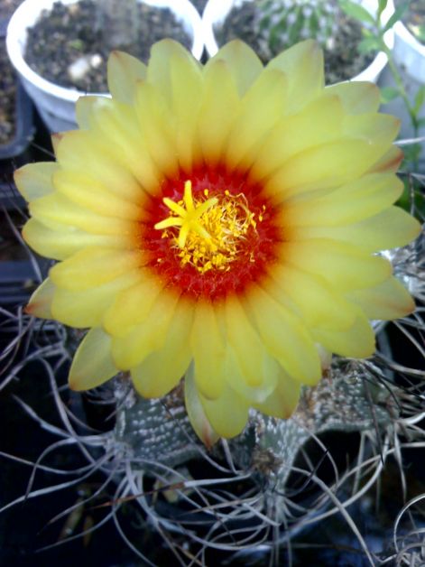 astrophytum_capricorne.jpg