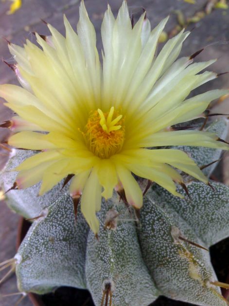 astrophytum_mirostigma.jpg