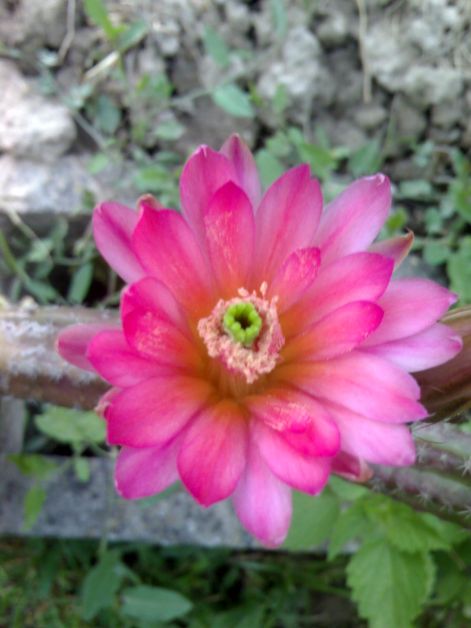 echinocereus_scheeri.jpg