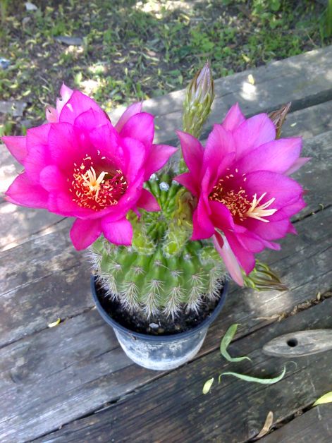 echinopsis_mammilosa_v.kermesina.jpg