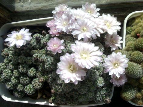 gymnocalycium_bruchii.jpg