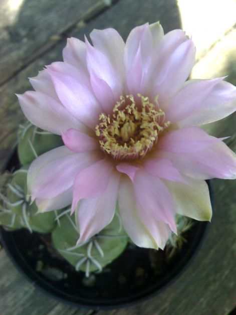 gymnocalycium_denudatum.jpg