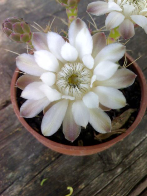 gymnocalycium_mihanovichii..jpg