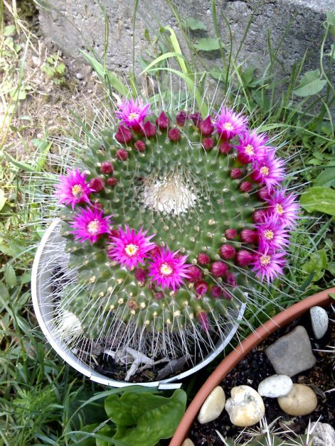 mammillaria_spinosissima.jpg