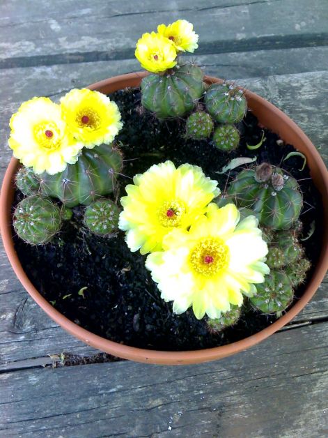 notocactus_ottonis_v._uruguayensis._1..jpg