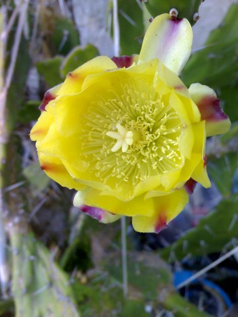 opuntia_vulgaris_6..jpg