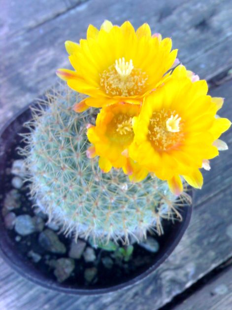 parodia_mocrosperma.jpg