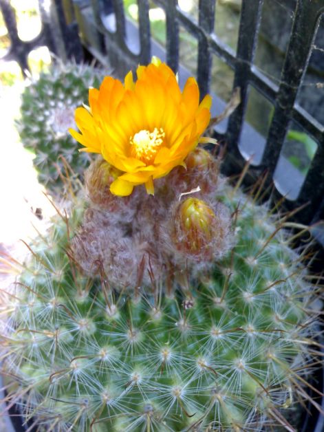 parodia_mocrosperma_1..jpg